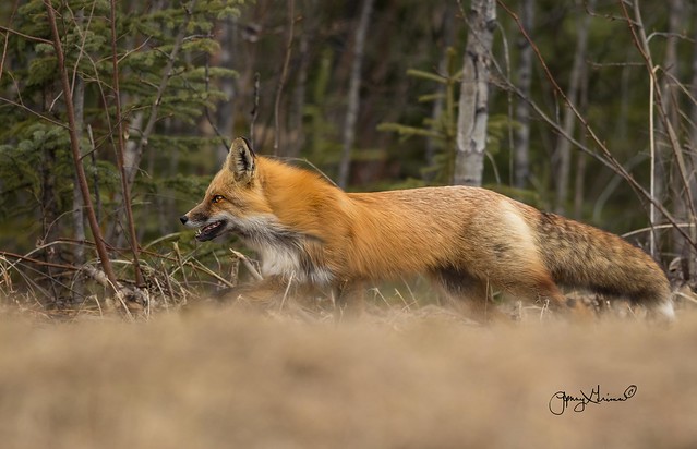 Fox on a mission