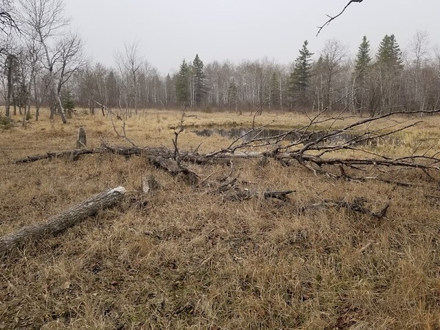 20190502.pond.dead.trees