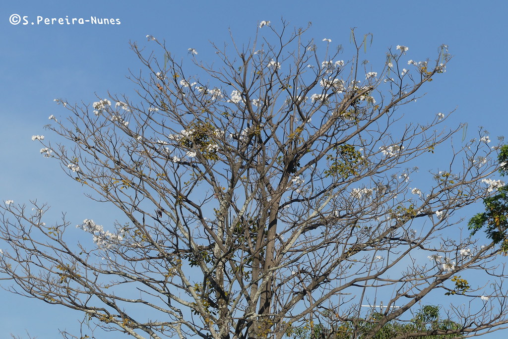 White Trumpet Tree, Ipê Branco, El Salvador