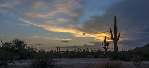 mesa arizona az cactus cacti sunset silhouettes