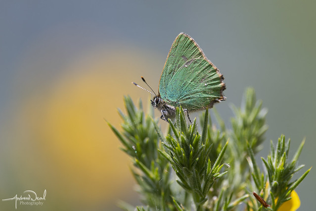 Green Hairstreak Butterfly on Gorse