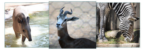 - Three exotic animals _ | by cbelato (sometimes out)