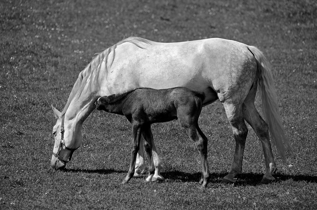 LIPIZZAN MARE WITH HER FOAL