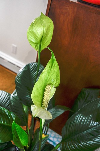 Peace Lily with Too Much Sun