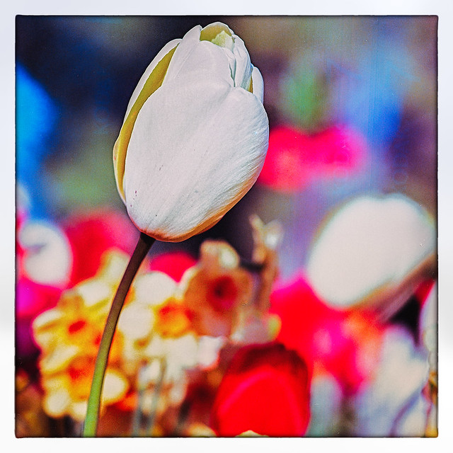 Fête de la Tulipe 2019 (argentique)