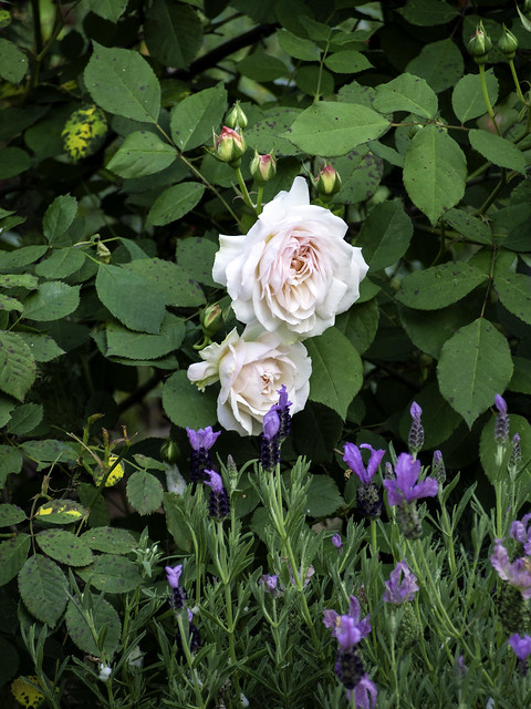 Gruss an Aachen Rose and Spanish Lavender