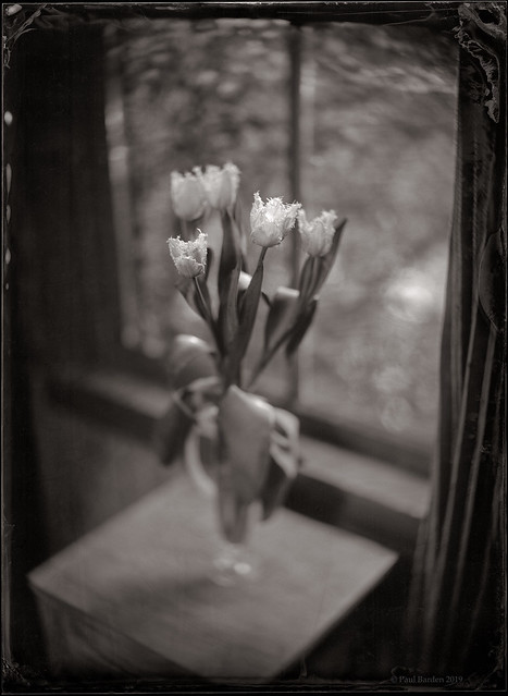Voigtlander Tulips, May 5.