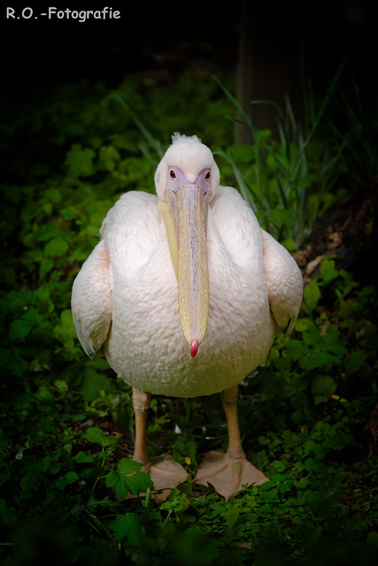 Pelikan /  Pelican