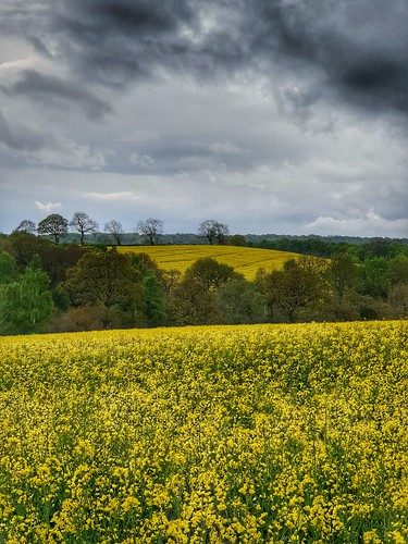 rapeseed countryside yellow flowers landscape landscapephotography scenics farming agriculture yorkshire colourful outdoor