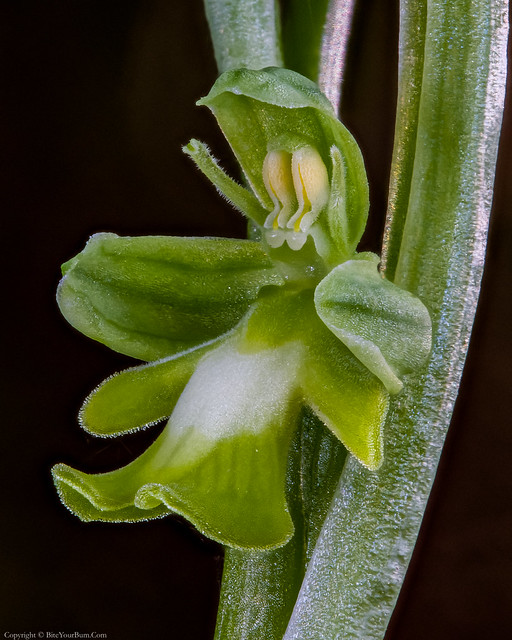Green variant Fly Orchid (Ophrys insectifera var. ochroleuca)