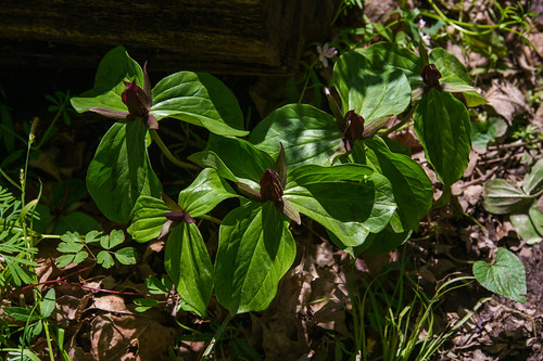 michigan niles trilliumravineprairieplantpreserve us unitedstates closeup flower landscape nature outdoor red spring sunny toadshade trillium