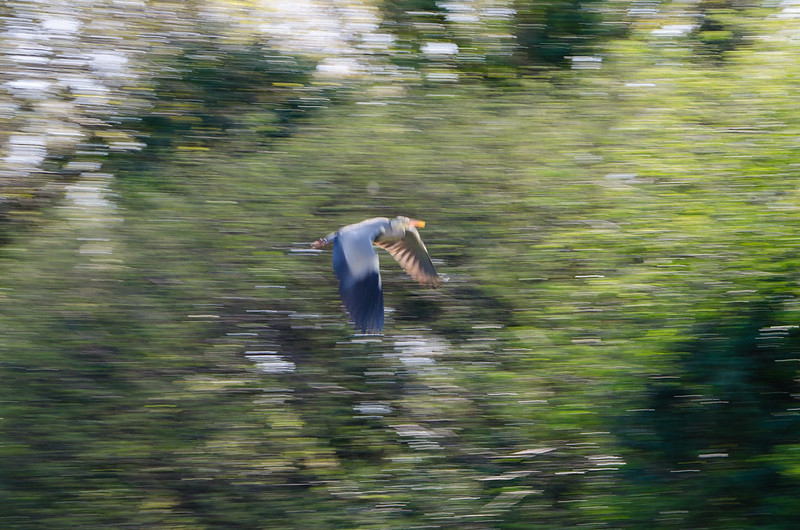 Heron taking off, Compton Park Pool