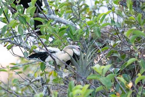 Anhinga chick trying to move about in mangrove