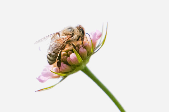 Bee on a flower on white background