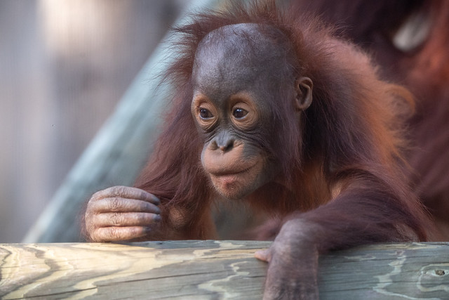 Baby Orangutan Watching Fly