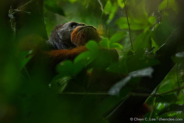 Northeast Bornean Orangutan (Pongo pygmaeus morio) ♂