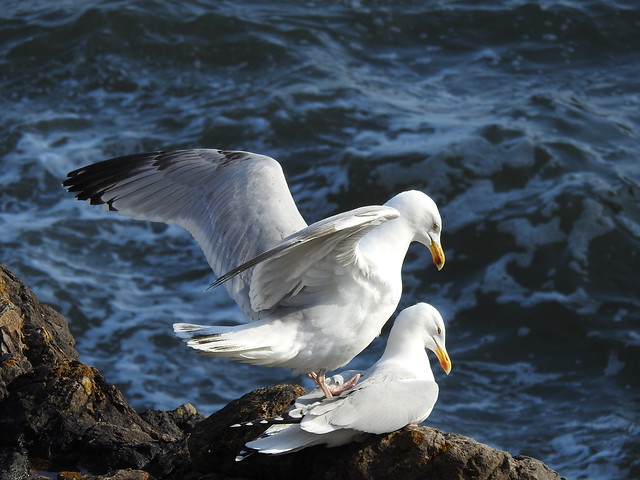 Herring gulls 3 DSCN6882