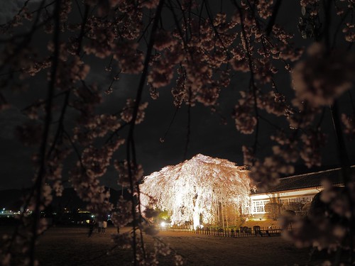 iida japanese cherryblossoms outdoor night