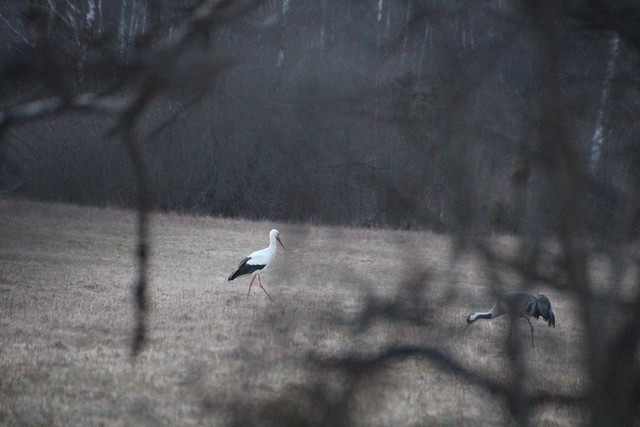 2 kurge / White stork and common crane