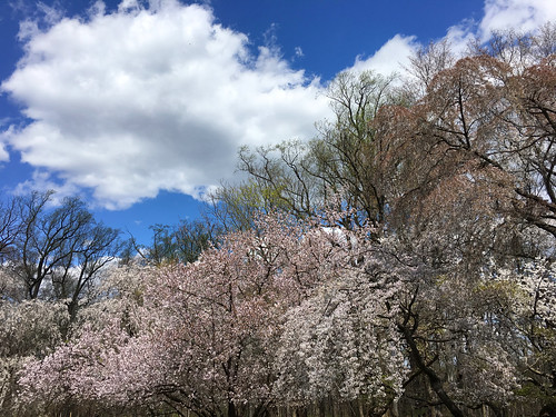 baltimore maryland cylburnarboretum parks gardens trees blossoms clouds htmt iphone