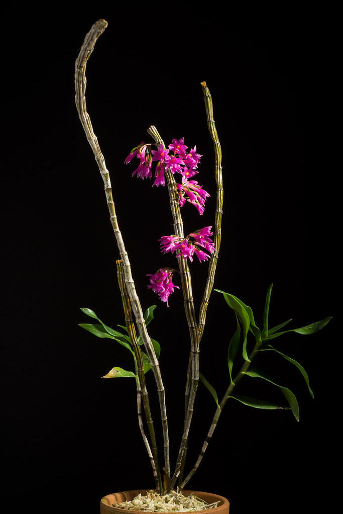 Philippines] Dendrobium goldschmidtianum Kraenzl., Repert… | Flickr