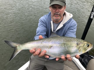 Photo of man holding a nice American shad before releasing it