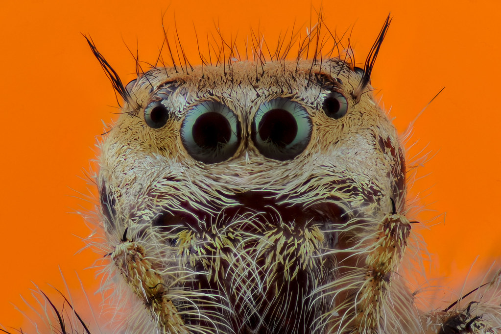 Jumping Spider Stacking
