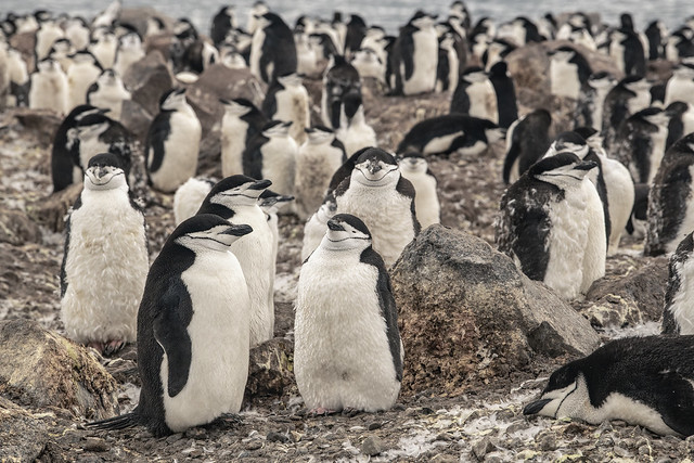 Chinstrap Penguin colony