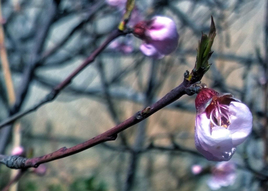 Flower peach tree