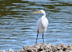 Waterbirds - Egret - Great