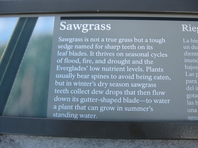 Sawgrass Story