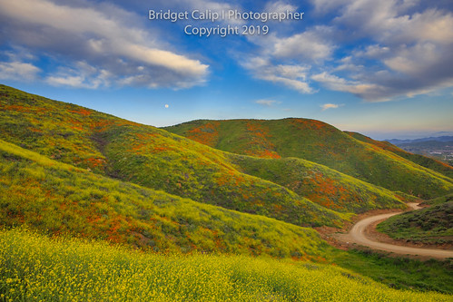 2019 alluringimagescolorado bridgetcalip california californiapoppies lakestreet riversidecounty scenicbyway superbloom usa walkercanyon allrightsreserved beautiful bloom blueskies botanical clouds copyrighted dramaticclouds field flora flower hiking hill landscape meadow moon orange outdoor plant poppyapocalypse poppygeddon recreation rollinghills sky southerncalifornia spring sunny touristattraction travel vibrant wild wildflowers