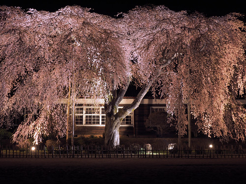 cherryblossoms iida flower tree japan