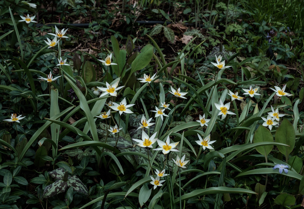 Tulipa Turkestanica With Some Trillium Sessile In The Gard Thom Ouellette Flickr