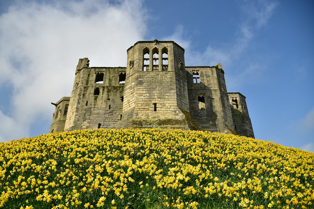 Daffoldil Castle! Wordsworth wrote :-  I wander'd lonely as a cloud That floats on high o'er vales and hills, When all at once I saw a crowd, A host of golden daffodils,