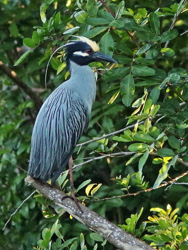 Yellow-crowned Night-Heron adult male 02-20190416