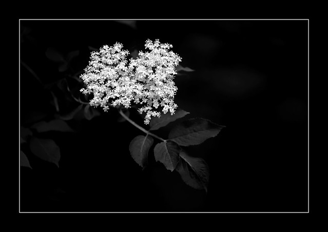 Holunderblüte / Elderflower