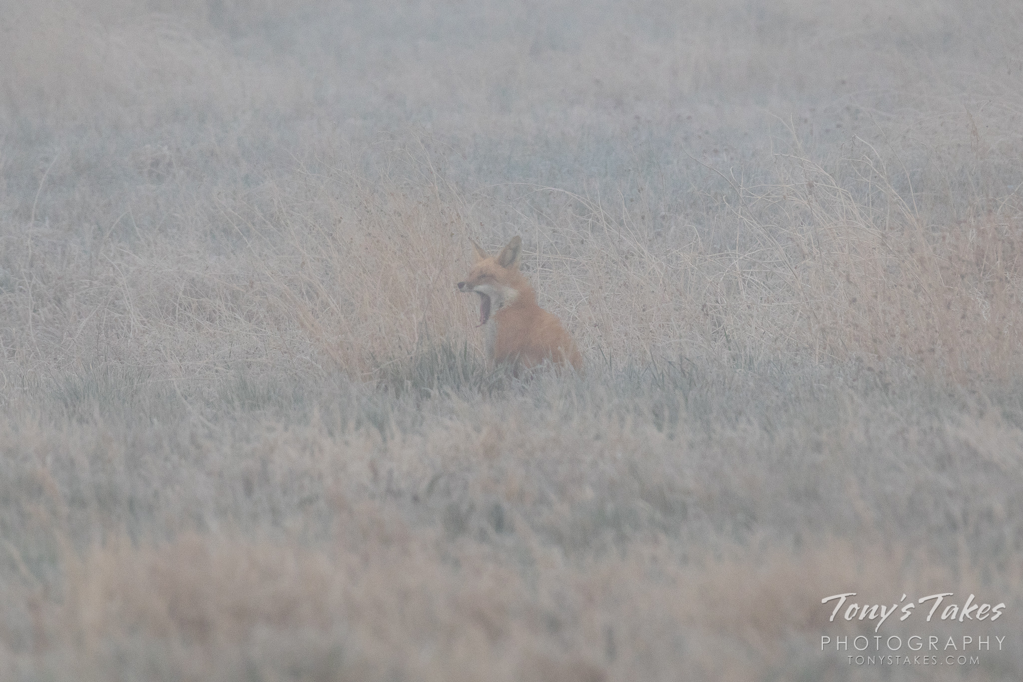 A red fox hanging out on a foggy morning on the Colorado plains. (© Tony’s Takes)