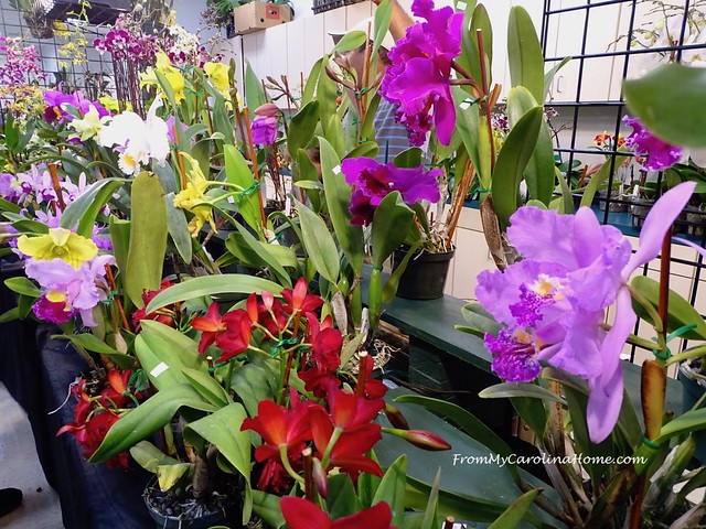 Orchid Show 2019
