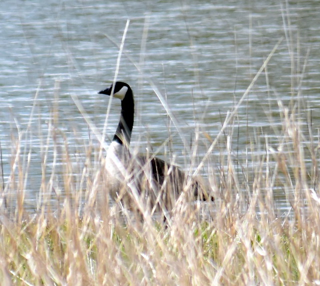 ALL'S QUIET.  THE WETLAND IS UNUSUALLY STILL.  IT'S NESTING TIME FOR THE CANADA GEESE.  WILLBAND CREEK NEAR ABBOTSFORD,  BC.