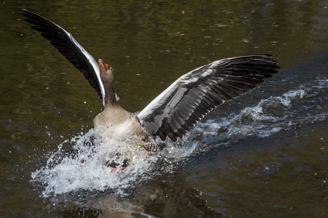 greylag goose landing
