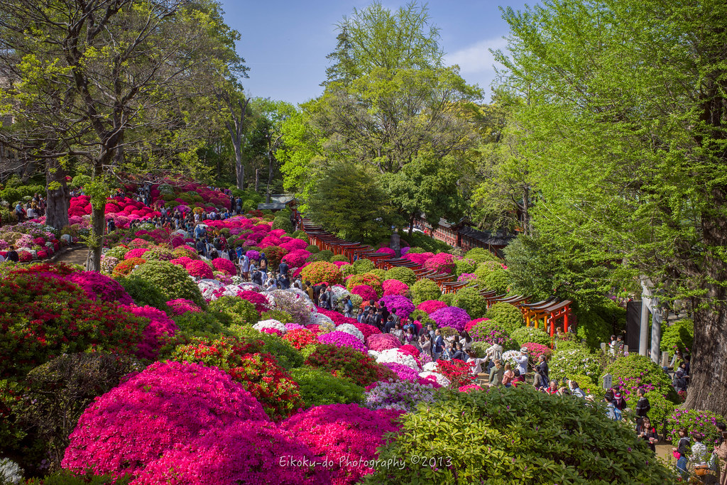 Tokyo Nezu-Jinja Shrine