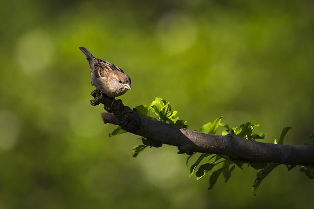 lonesome sparrow