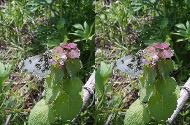 Anthocharis scolymus, stereo parallel view
