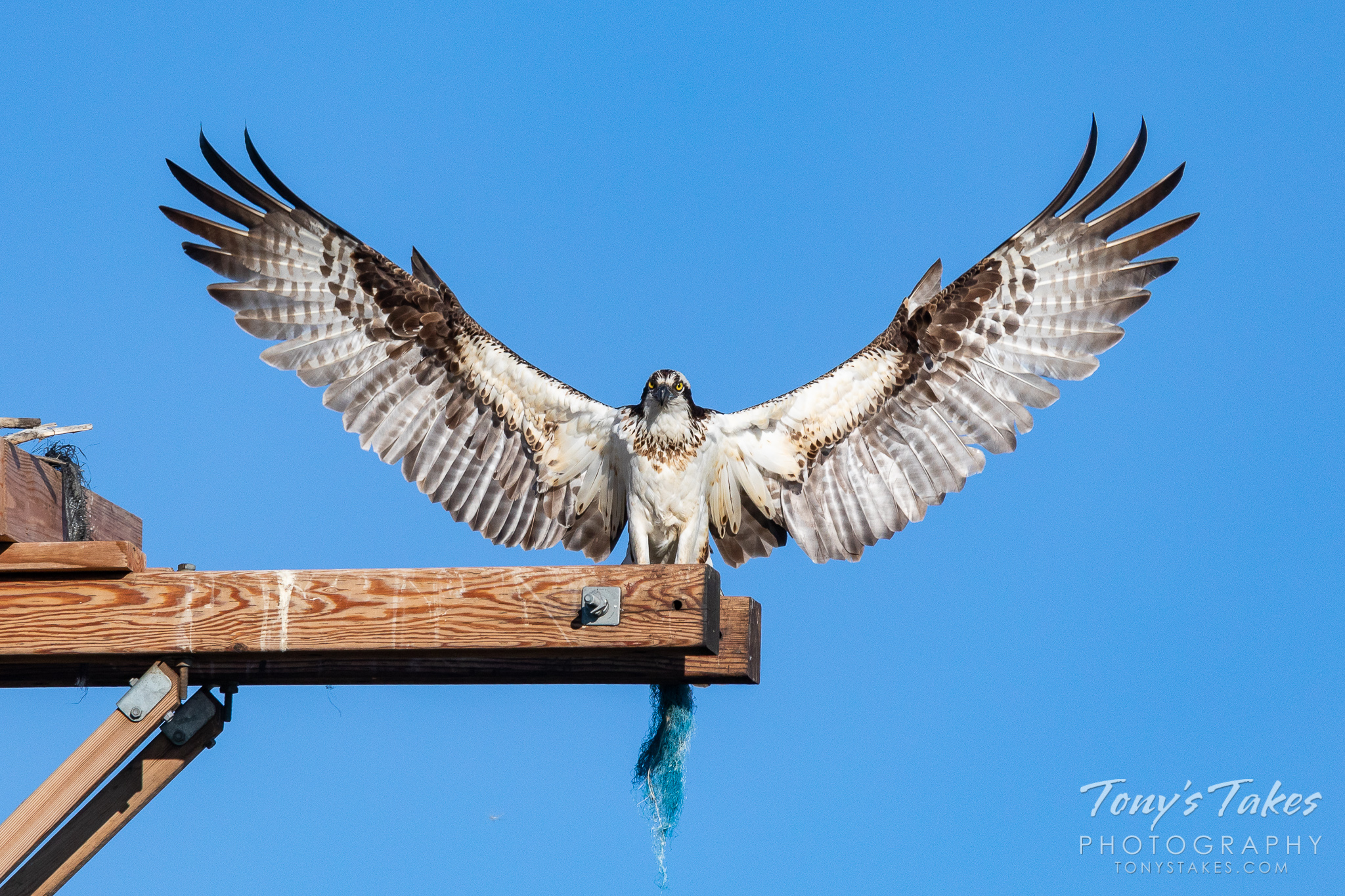 Osprey showcases her impressive wingspan