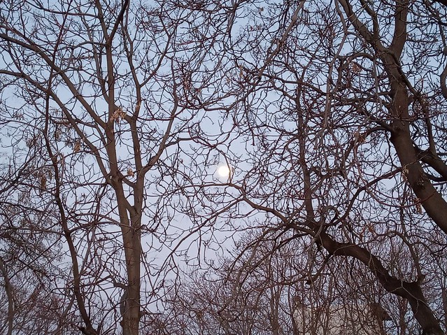 Πανσέληνος ανάμεσα σε κλαδιά... Dalların arasındaki Dolunay... The moon with trees...