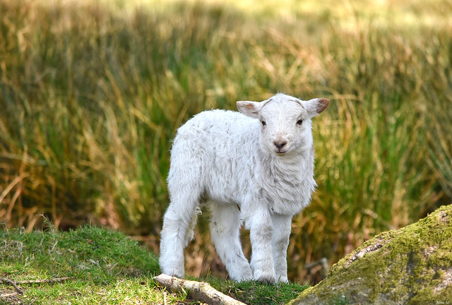Baby lamb! ❤️