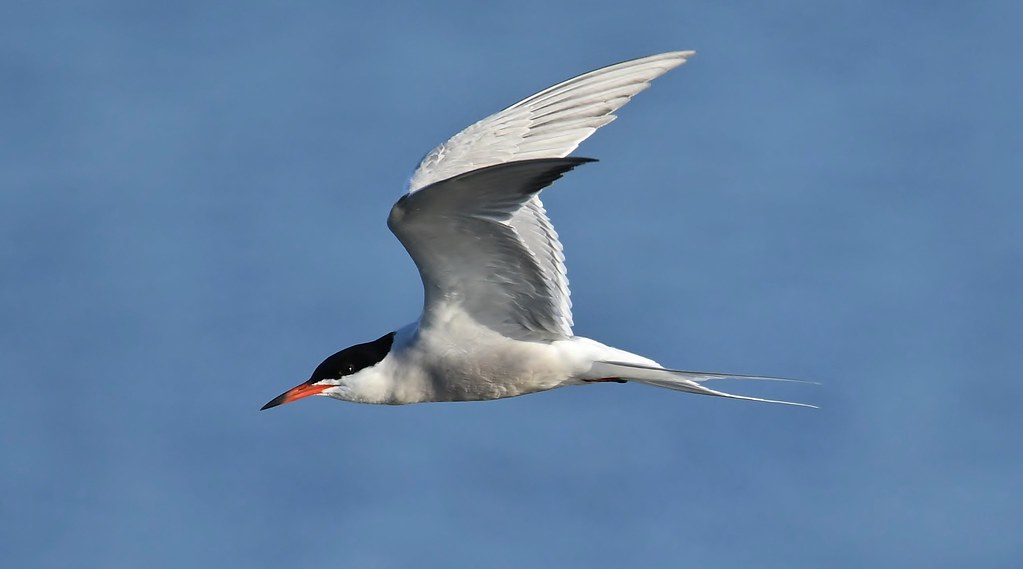 Common Tern male