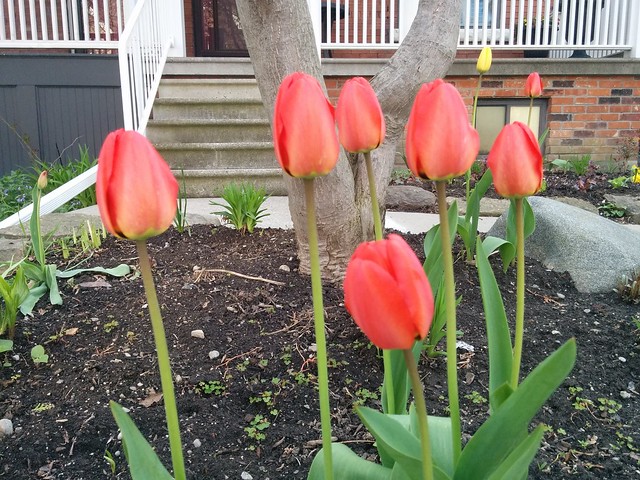 Tulips in red and yellow #toronto #dovercourtvillage #bartlettavenue #flowers #tulips #yellow #red #latergram