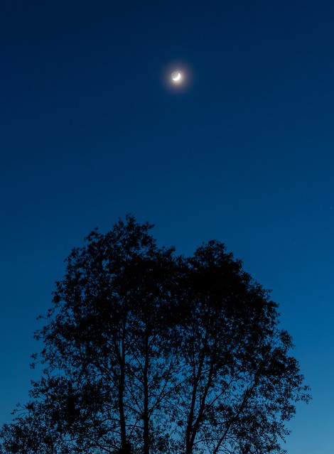 Captivating Crescent Moon over a tree at Sharon Woods in Westerville Ohio.  8 images stacked to reduce noise.